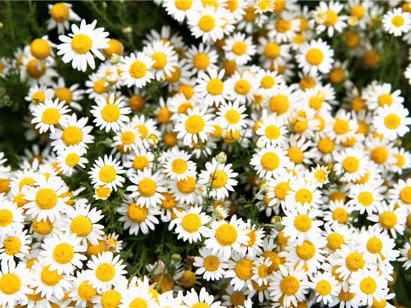 野人与野猪搏斗-看见野人的人-有关野人探秘