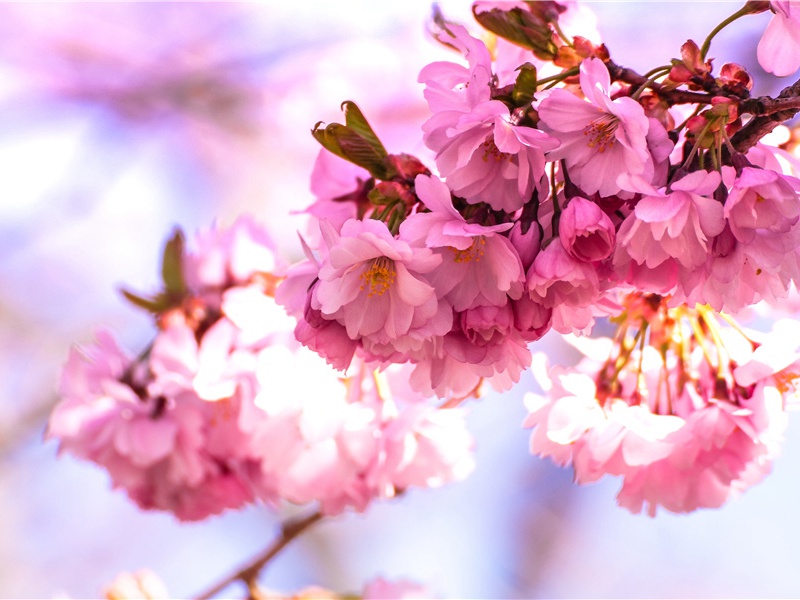 雪人目击与记载-远古“雪人”探秘