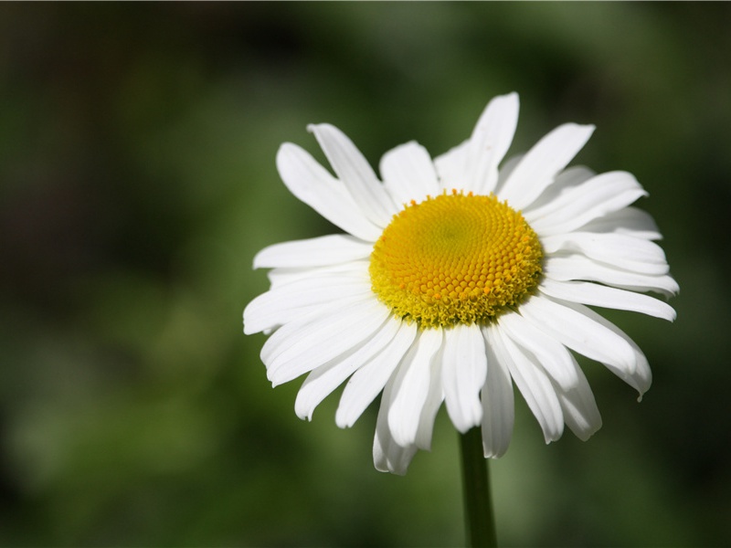 西藏“雪人”-远古“雪人”探秘