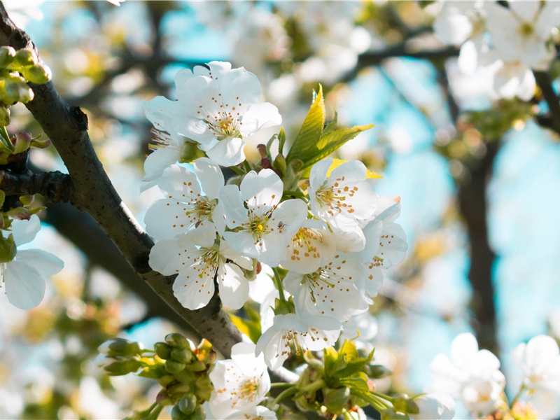 雪人的生活生理物点-远古“雪人”探秘