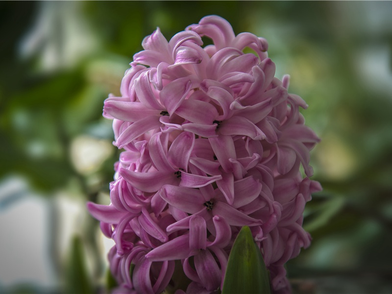 走在熔岩上的人-人类怪事探秘