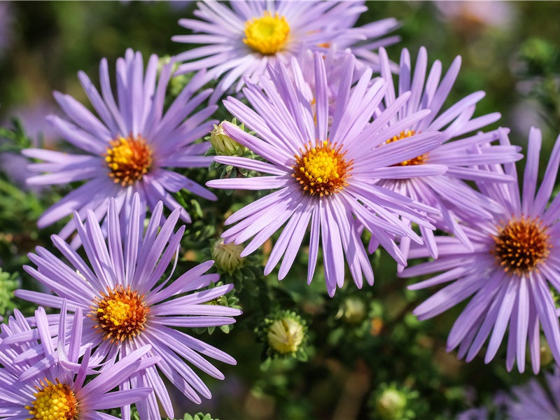 传说中的希特勒“狼穴之宝”-考古探险之谜