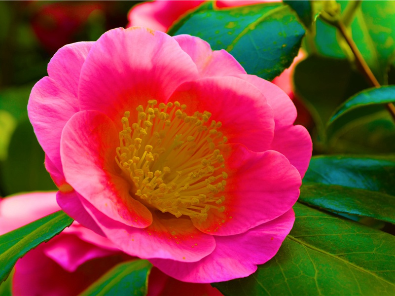 金字塔神奇的测量方位-潘朵拉的盒子