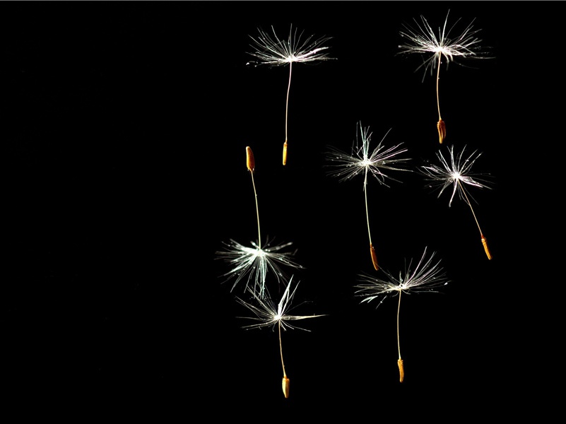 惊人巨物-潘朵拉的盒子