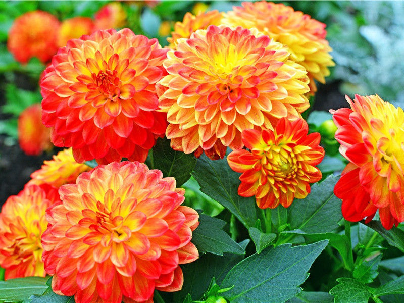 黑水城中的考古迷茫-考古探险之谜