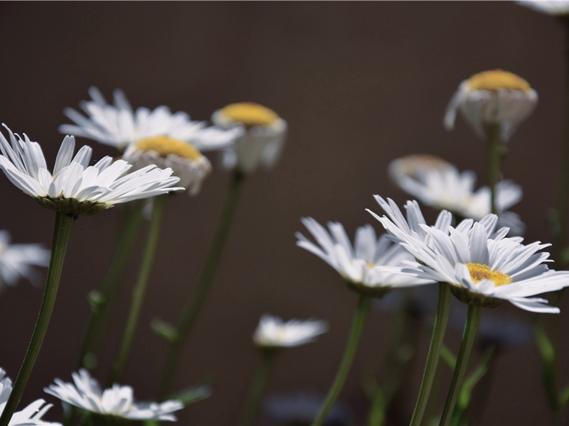 胡狼一族-残留在埃及的秘密