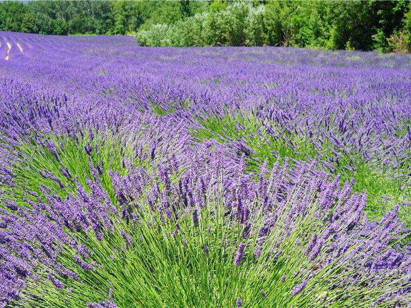 欧西里斯神话与埃及农业的远古迷踪-公元前的第11个千禧年