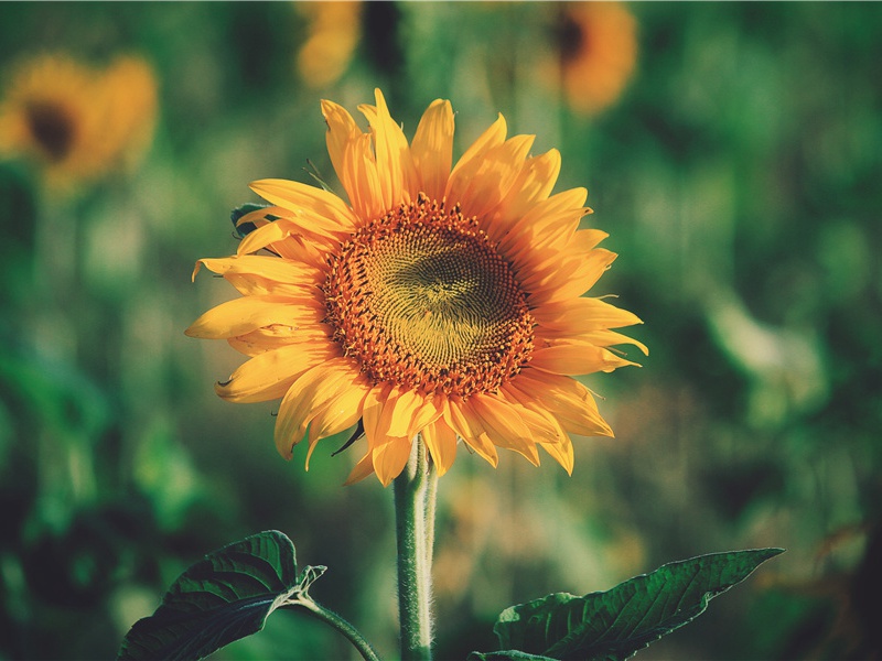 半神半人-探索最初的时间