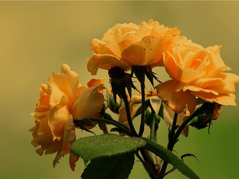 巴勒摩石和杜林纸草-探索最初的时间