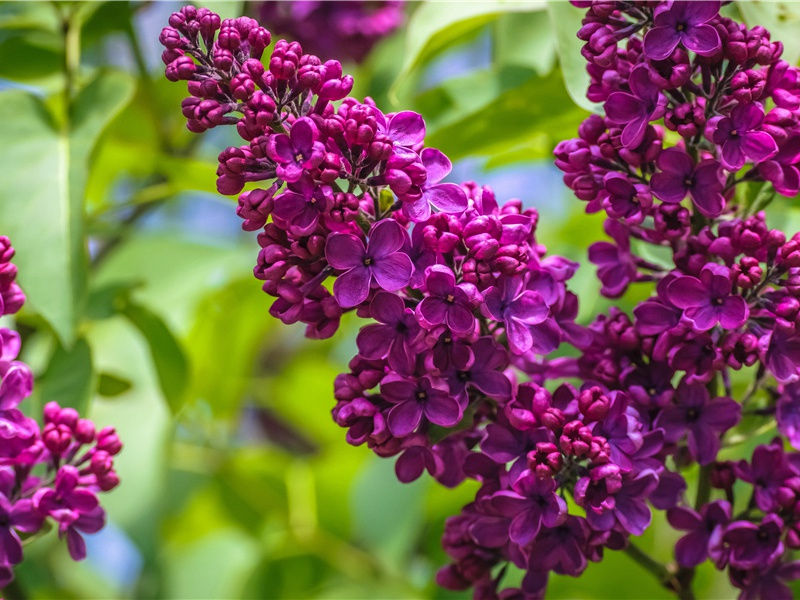 天狼星的居住者-迷惑的历史年代