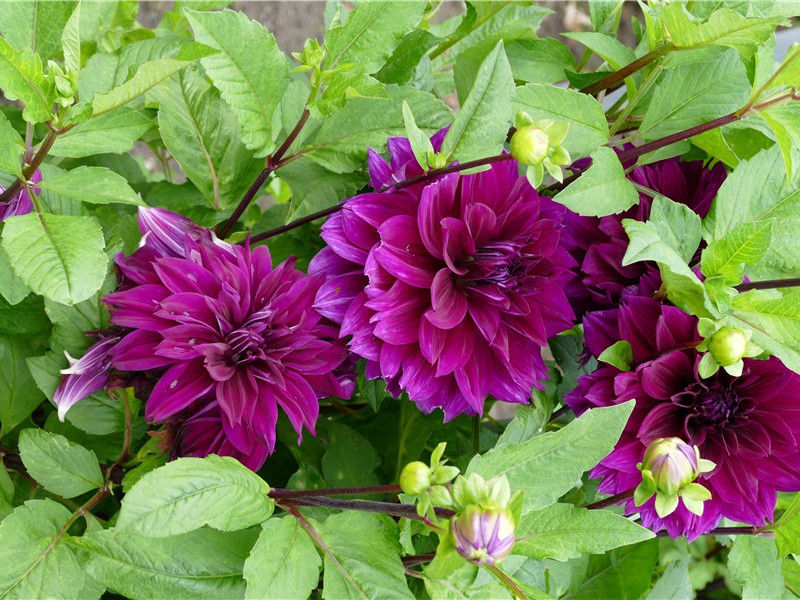 古埃及神学混沌、洪水与创世之谜-最初的神