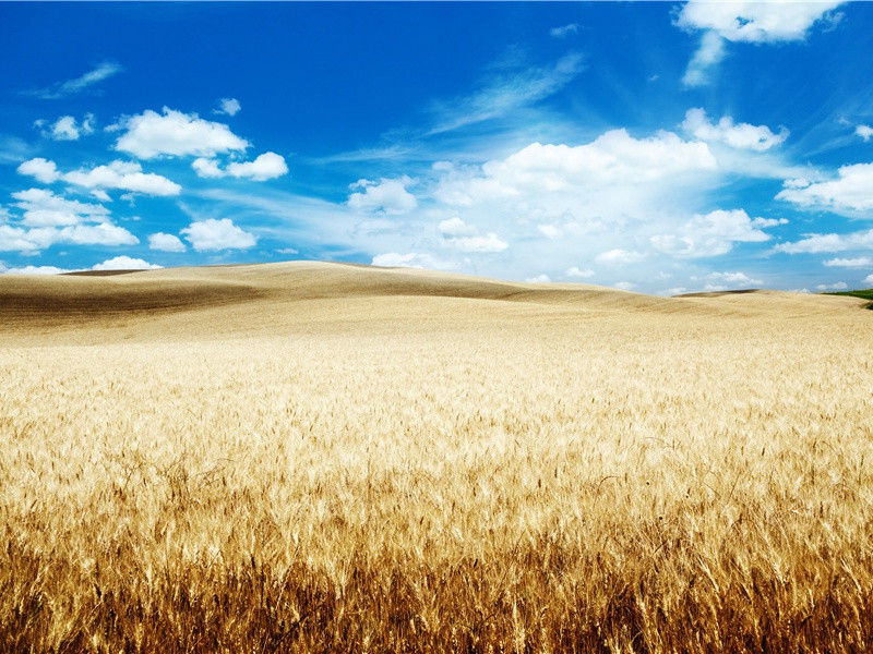 黄金国中的魔障-黄金国都的神秘