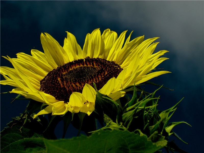 和平的安定-最初的神