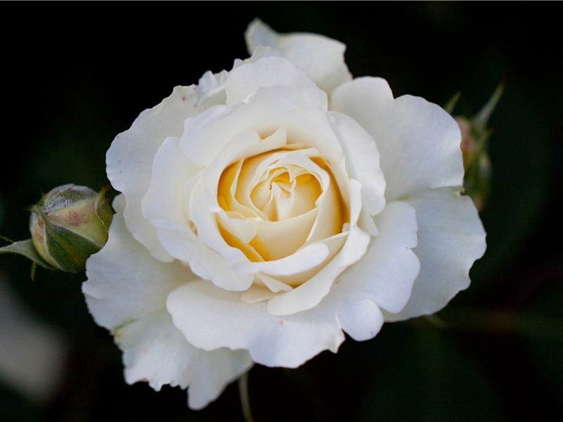 解开狮身人面像的秘密-狮身人面巨石