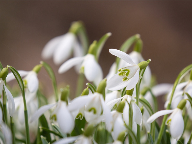 消失的黄金国王-黄金国都的神秘