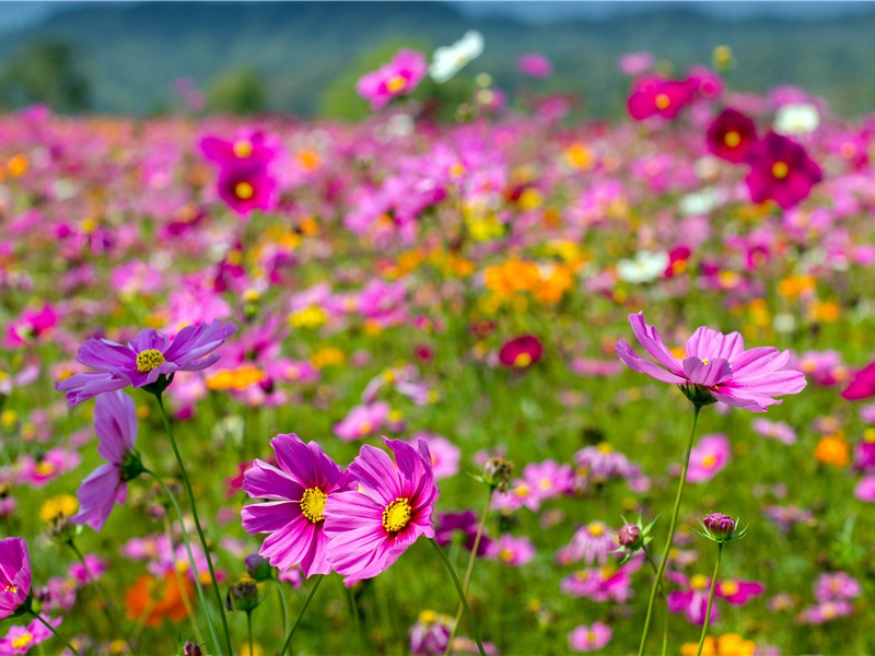 为了人类未来的世代-窃走人类文明的夜贼