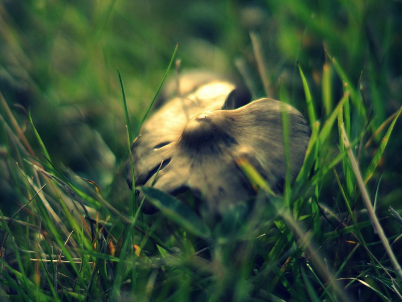 古埃及地图与大金字塔测地学的奥秘-测量地球