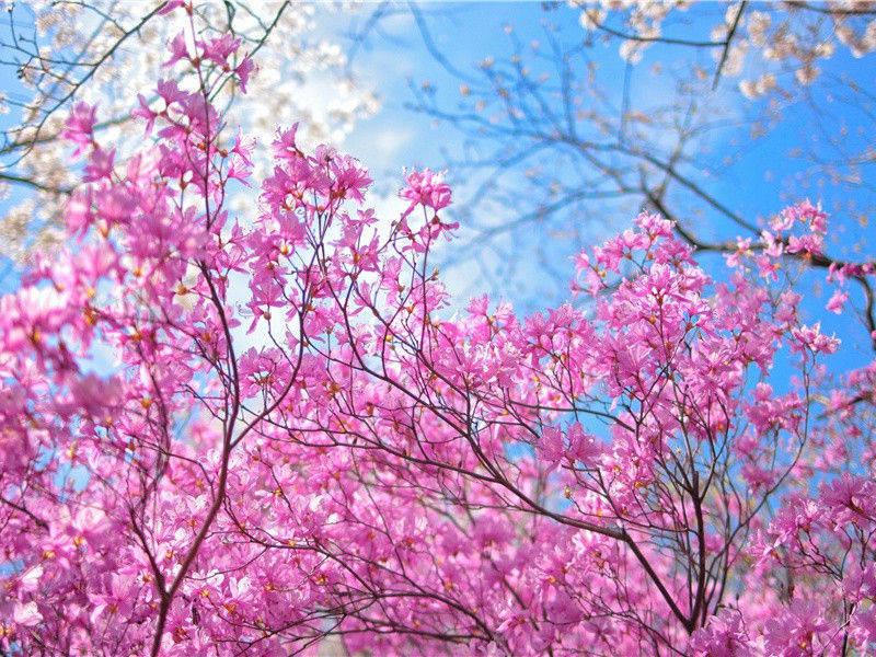 相符的指纹-测量地球