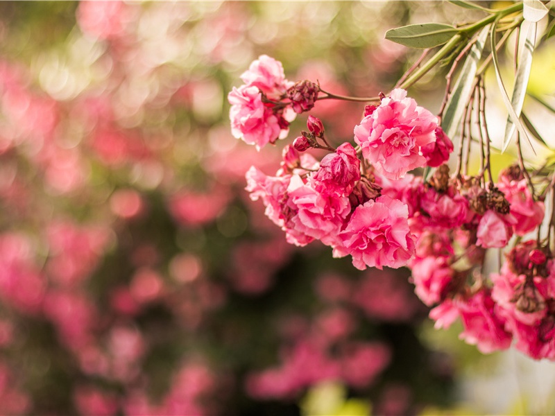 追寻失落文明执着与质疑的碰撞-皇天不负苦心人