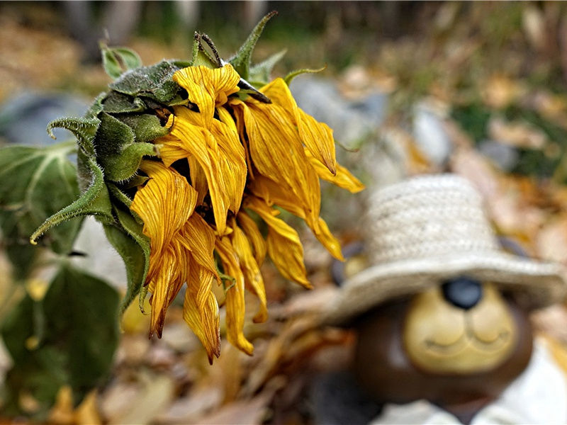 猎户星之谜-力之泉源