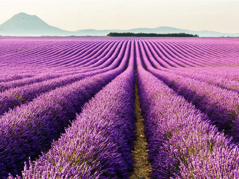 通告春分的狮子-力之泉源