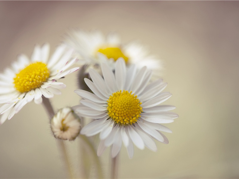 罗马帝国的恐慌与变革-阿提拉的传奇——匈奴人人侵欧洲横扫欧洲