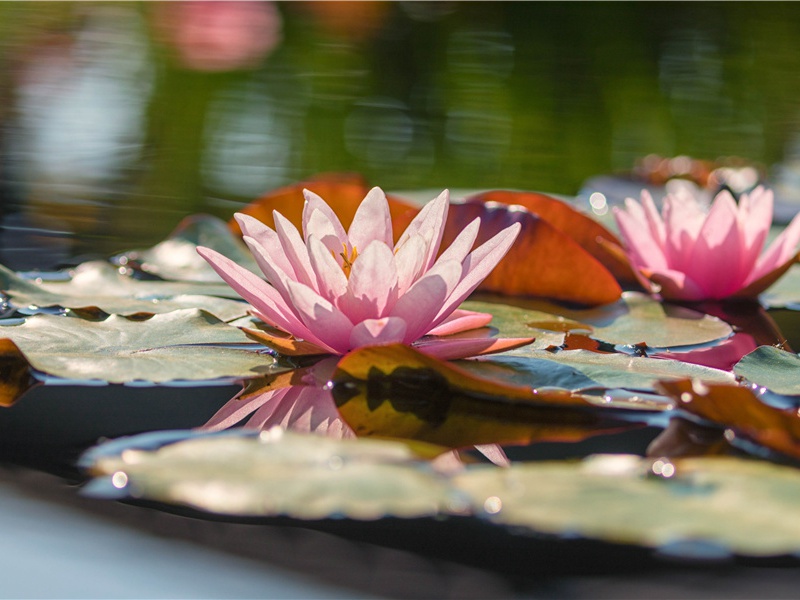 最荒诞的传说-阿提拉的传奇——匈奴人人侵欧洲横扫欧洲