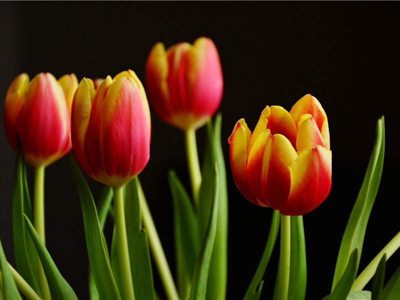 生肉垫在马背上-阿提拉的传奇——匈奴人人侵欧洲横扫欧洲