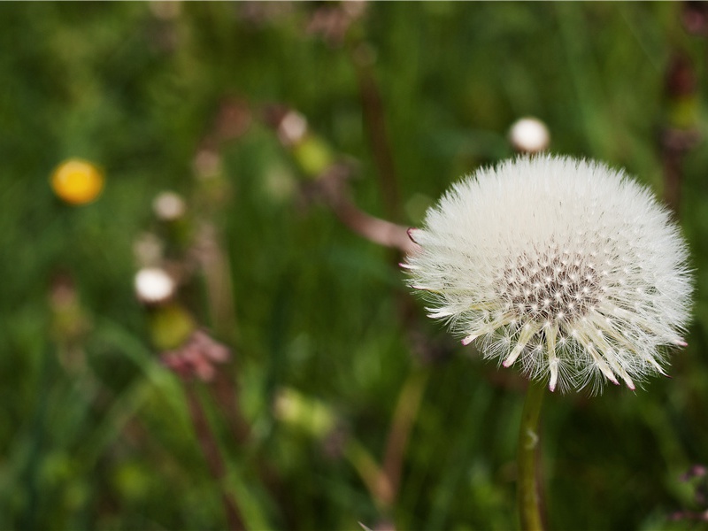 信仰太阳神的印加人-黄金国都的神秘