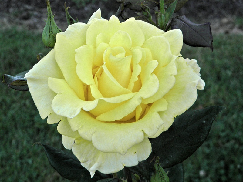 死亡和神化-阿提拉的传奇——匈奴人人侵欧洲横扫欧洲