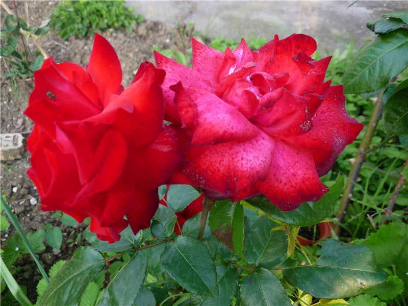 可怕的祭祀-阿提拉的传奇——匈奴人人侵欧洲横扫欧洲