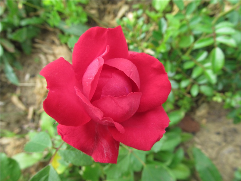 秘境的地图-古地图及宝藏专古传奇