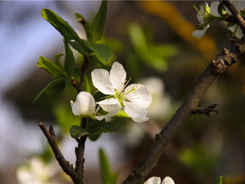 人身牛首怪物的迷宫-发现米诺斯王国