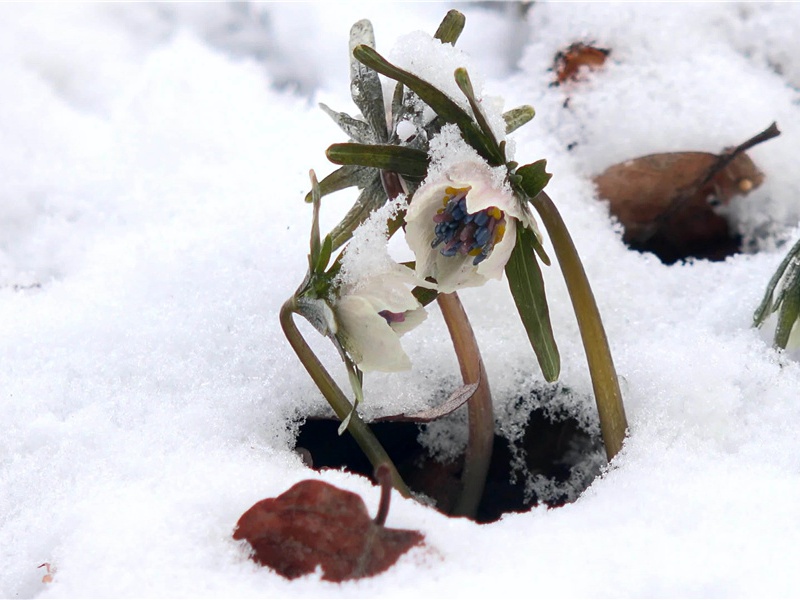 法伊斯托的谜文-发现米诺斯王国