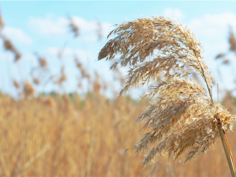 在海上-北欧的英雄——维京人的传奇故事