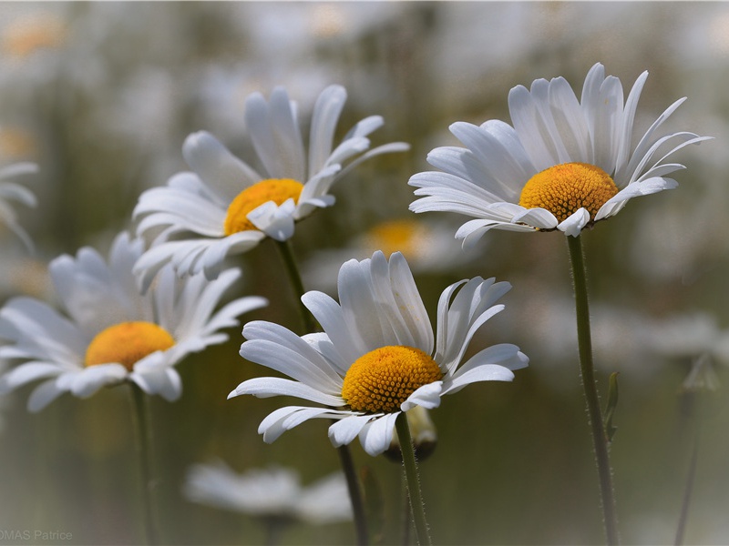 寻找新生活-北欧的英雄——维京人的传奇故事