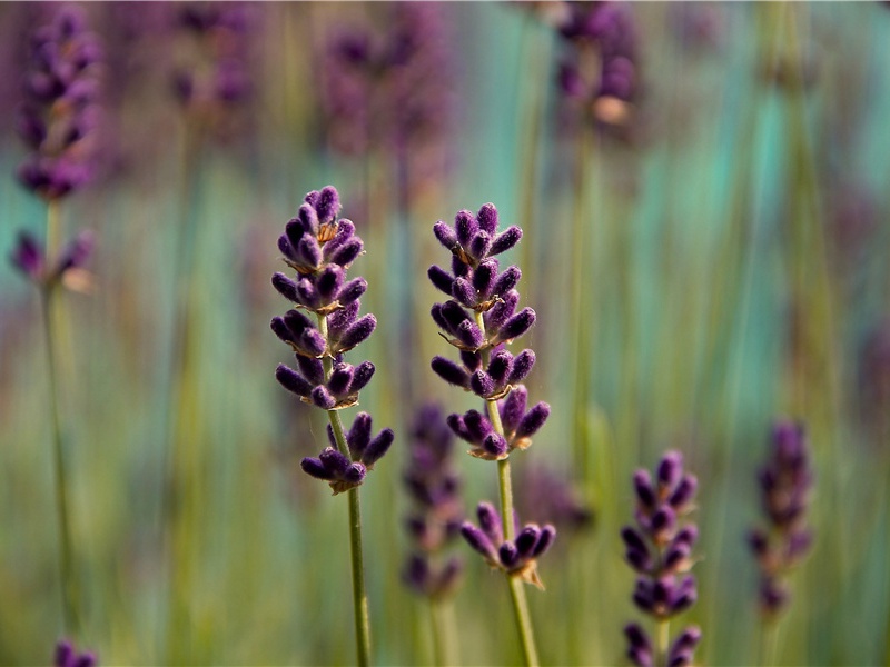 冒死奔赴冰岛-北欧的英雄——维京人的传奇故事