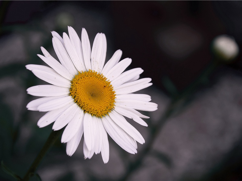 维京人热-北欧的英雄——维京人的传奇故事