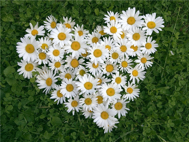 斯芬克斯文化-世界文明奇迹