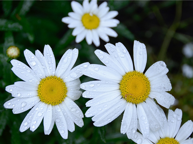 迦太基古迹-世界文明奇迹