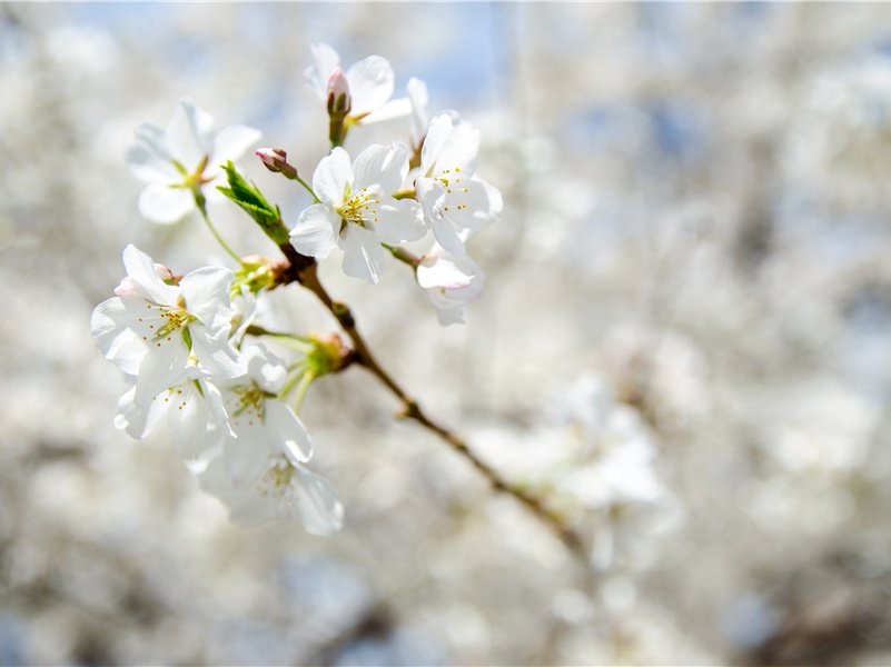 杰姆的古罗马竞技场-世界文明奇迹