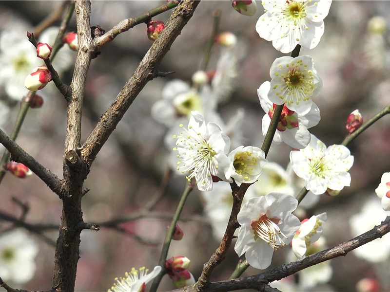 廷巴克图与杰内老城-世界文明奇迹