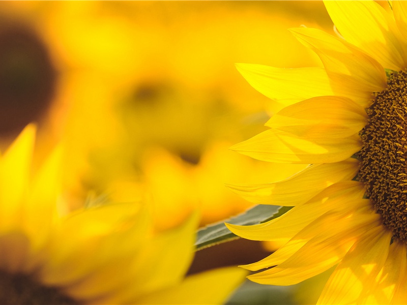 “马来之虎”藏宝寻踪-亚洲宝藏的传说-古地图及宝藏专古传奇