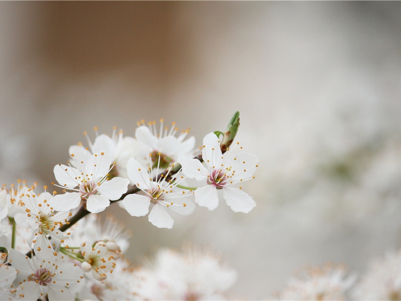 “妇唱夫随”的鱼-令人匪常所思的鱼