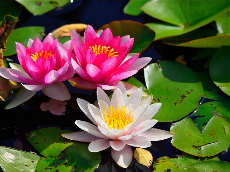 眼睛长在一边的鱼-令人匪常所思的鱼