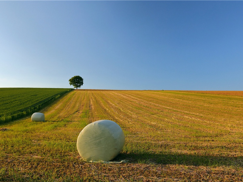 中华鱼类的瑰宝——中华鲟-令人匪常所思的鱼