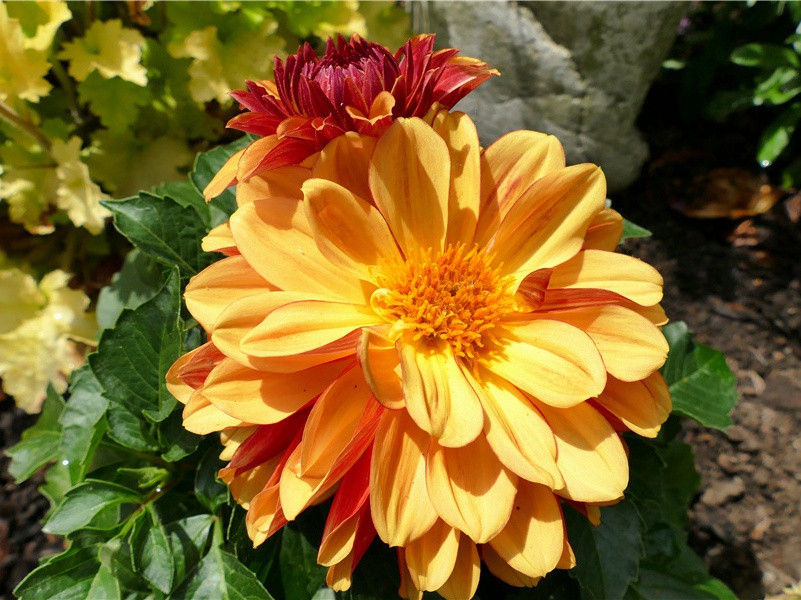 生卵冠军的翻车鱼-令人匪常所思的鱼