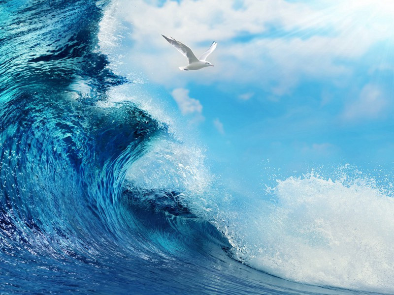 游泳冠军的箭鱼-令人匪常所思的鱼