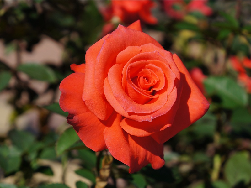 泥猴攀在树上的鱼-令人匪常所思的鱼