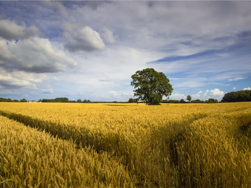 张献忠窖金之谜-亚洲宝藏的传说-古地图及宝藏专古传奇